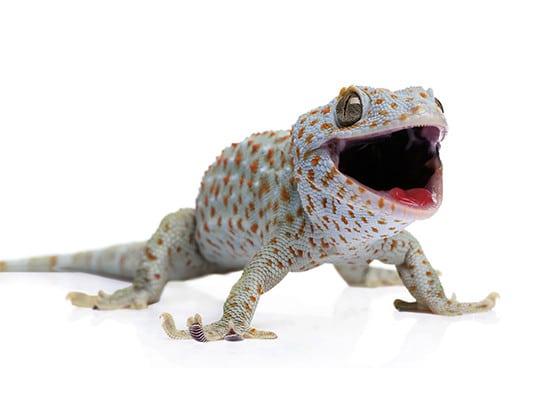 ماهو الوزغ Gecko-finish-rudolf-implementation