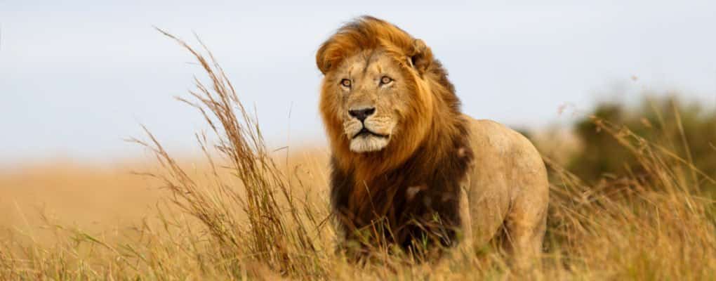 lions-endangered-spe