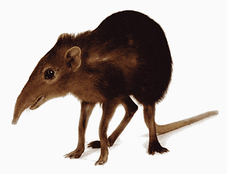 shrew-elephant.gif