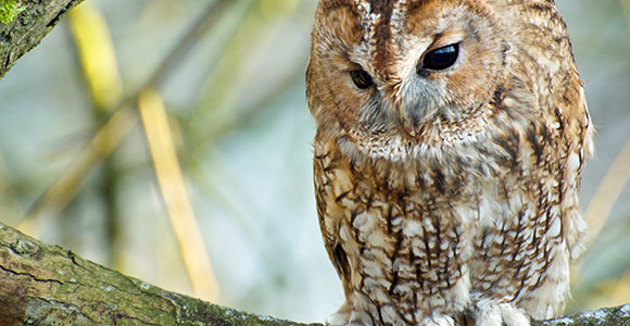  معلومات عن البومة Tawny-owl-580x435-580x300