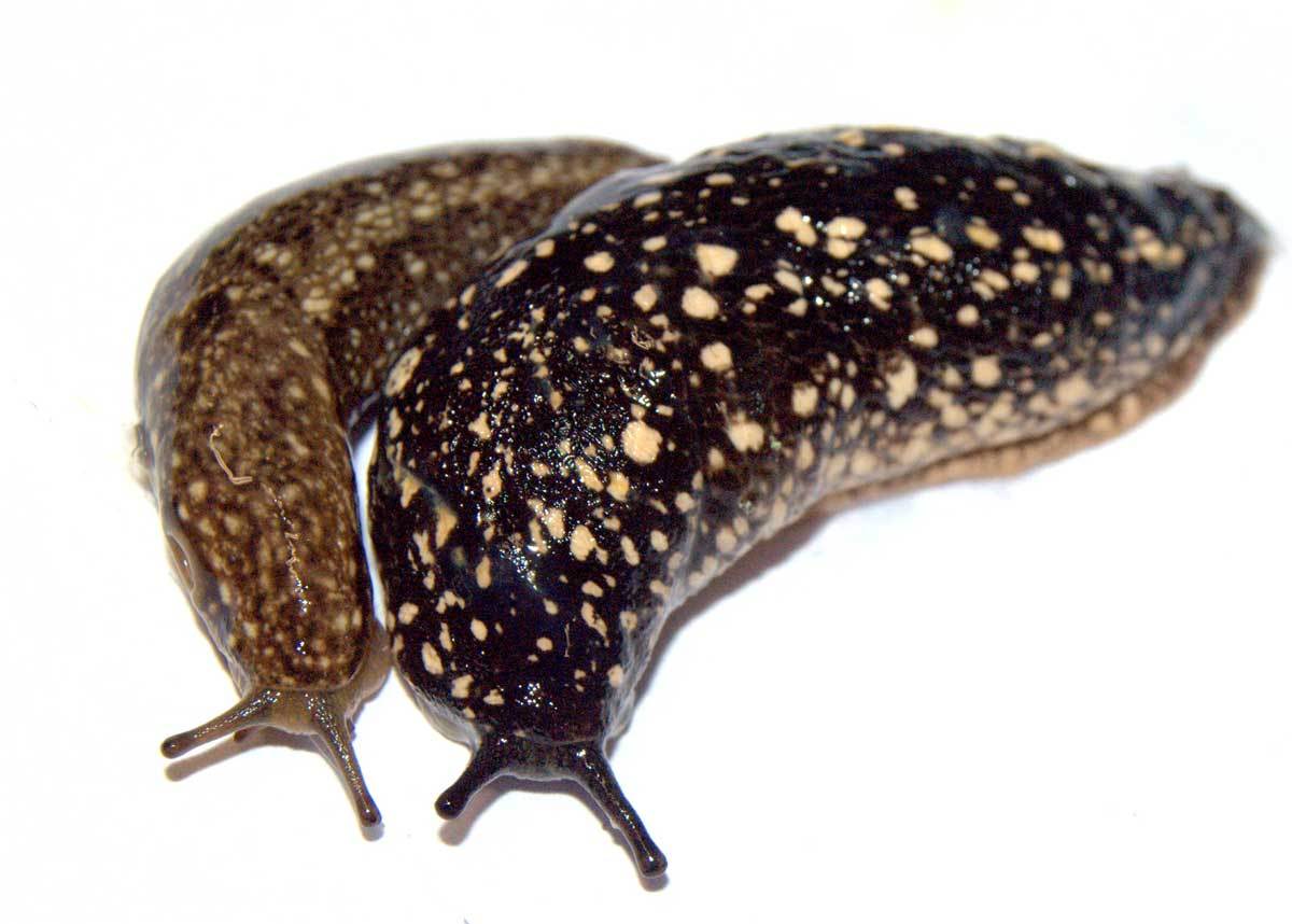 البزاق العاري Two-big-gross-slugs