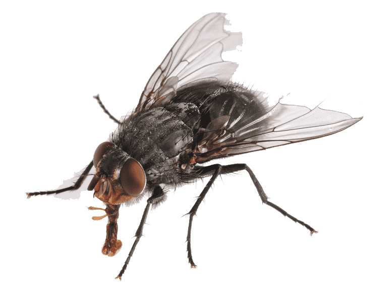 معلومات عن الحشرات - معلومات عنها طرق العيش الغذاء بيئتها التربية و ...