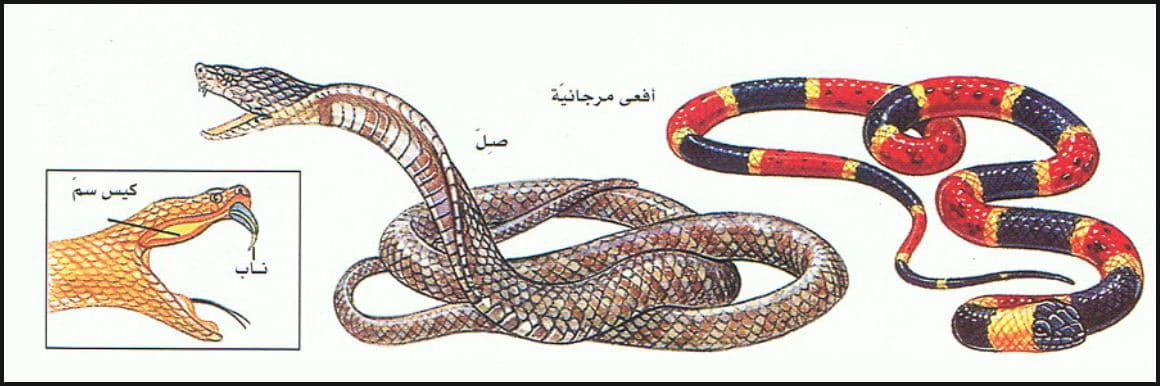  أنواع الزواحف A-4