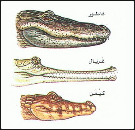  أنواع الزواحف E-2