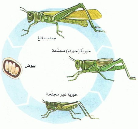 اليعسوب مراحل و الجرادة أنواع تمر دورة العملية ب وتسمى بعض بثلاث حياتها الحشرات مثل بعض أنواع