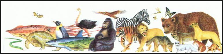 تصنيف الحيوانات 1-1