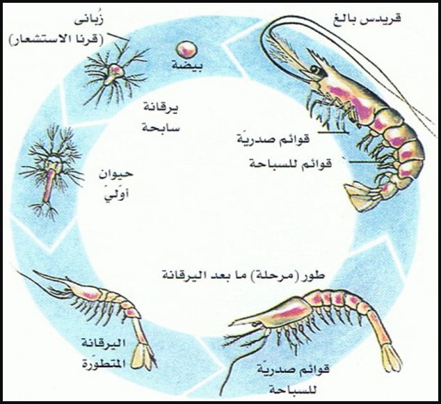 اكبر مجموعه المفصليات هي القشريات