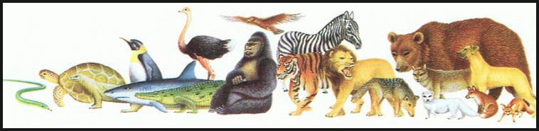 تصنيف الحيوانات 2-1