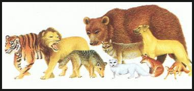 تصنيف الحيوانات 4-1