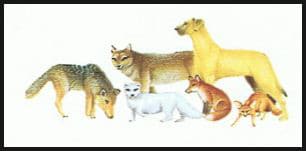تصنيف الحيوانات 5-1