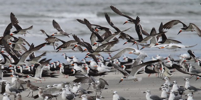 الطيور البحرية تنوع فريد وبيئة مفعمة بالحياة