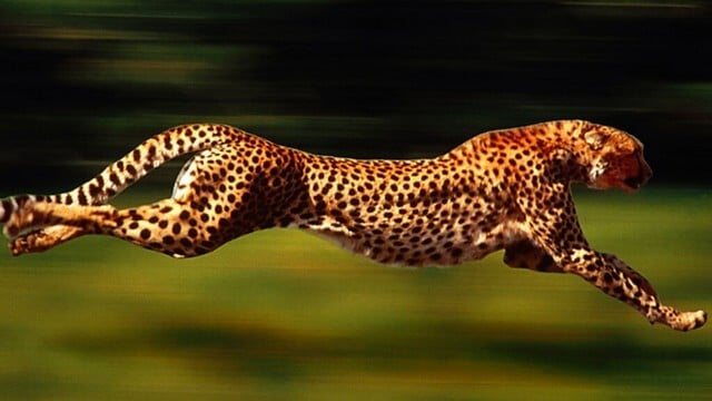 أسرع الحيوانات في الجري