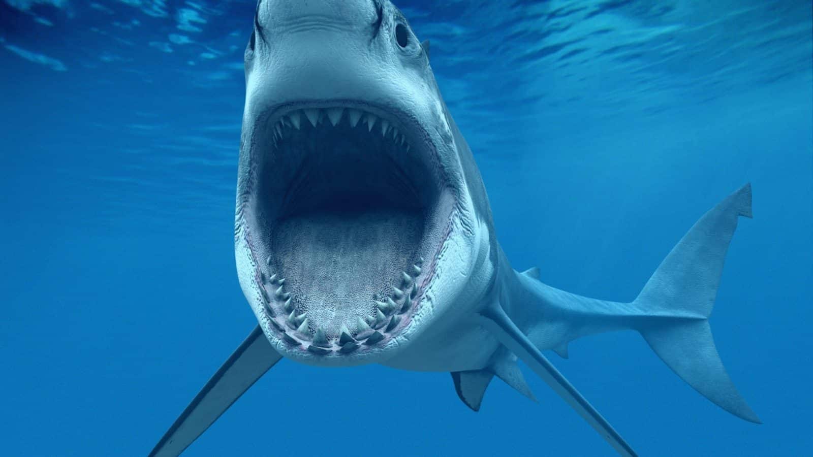 اخطر انواع سمك القرش