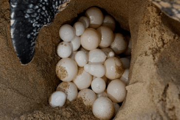 الحيوانات البيوضة