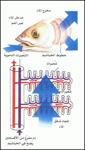 معلومات عن الاسماك