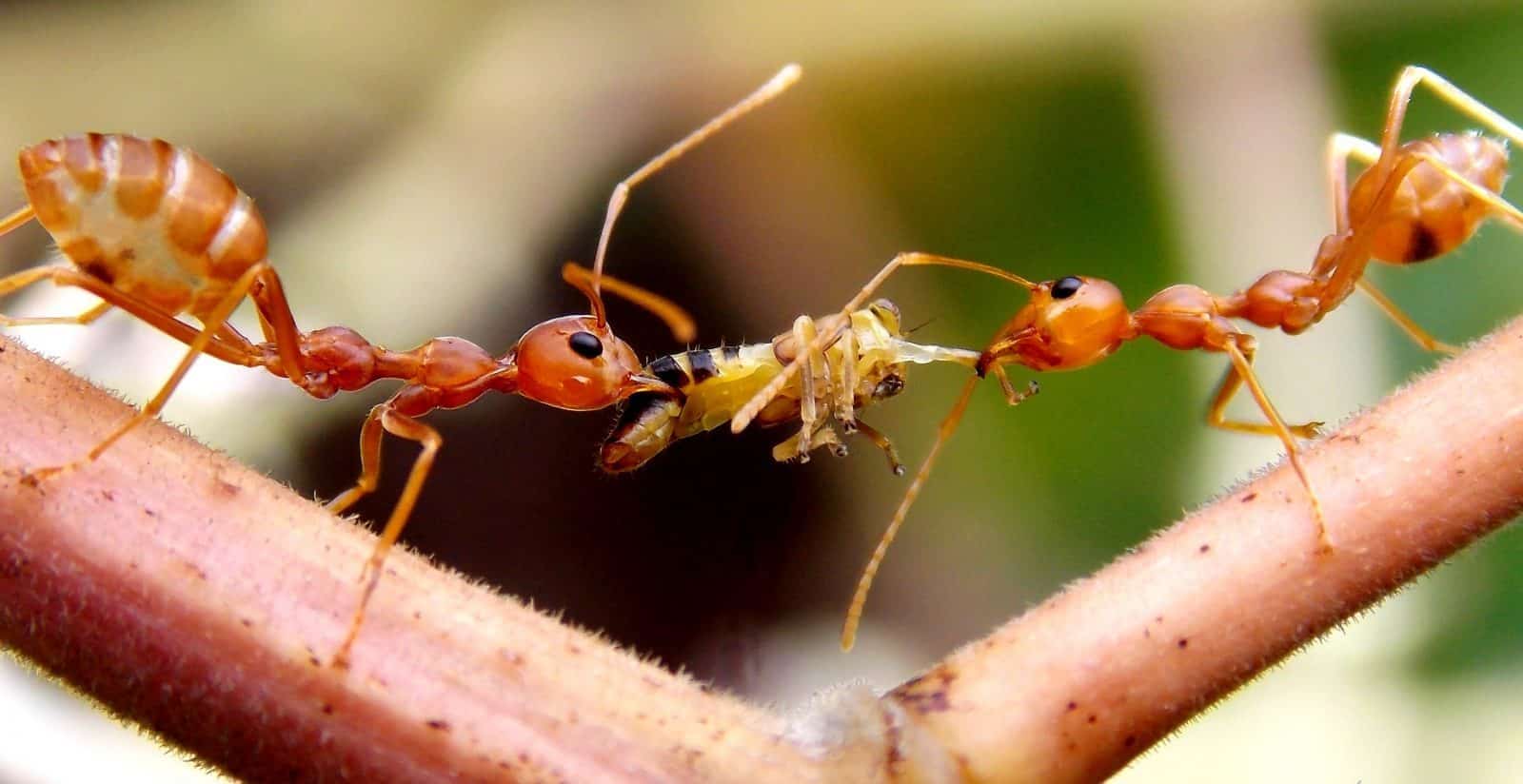 ماذا يأكل النمل