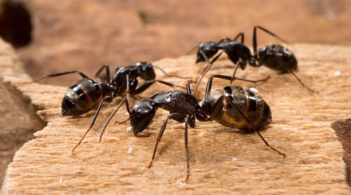 معلومات عن النمل - معلومات عنها طرق العيش الغذاء بيئتها التربية و التكاثر عالم الحيوان