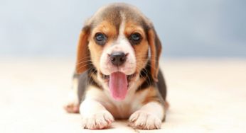 تعد المعلومات حول الكلاب وطرق معيشتها والغذاء والبيئة والتدبير المنزلي والتربية أكبر موضوع شامل