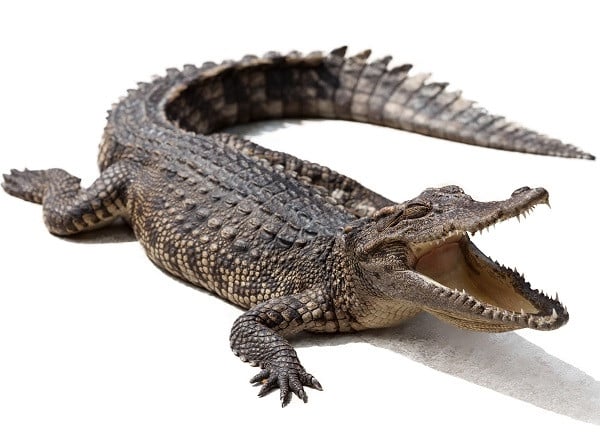  كيف يتنفس التمساح تحت الماء ALLIGATOR-2