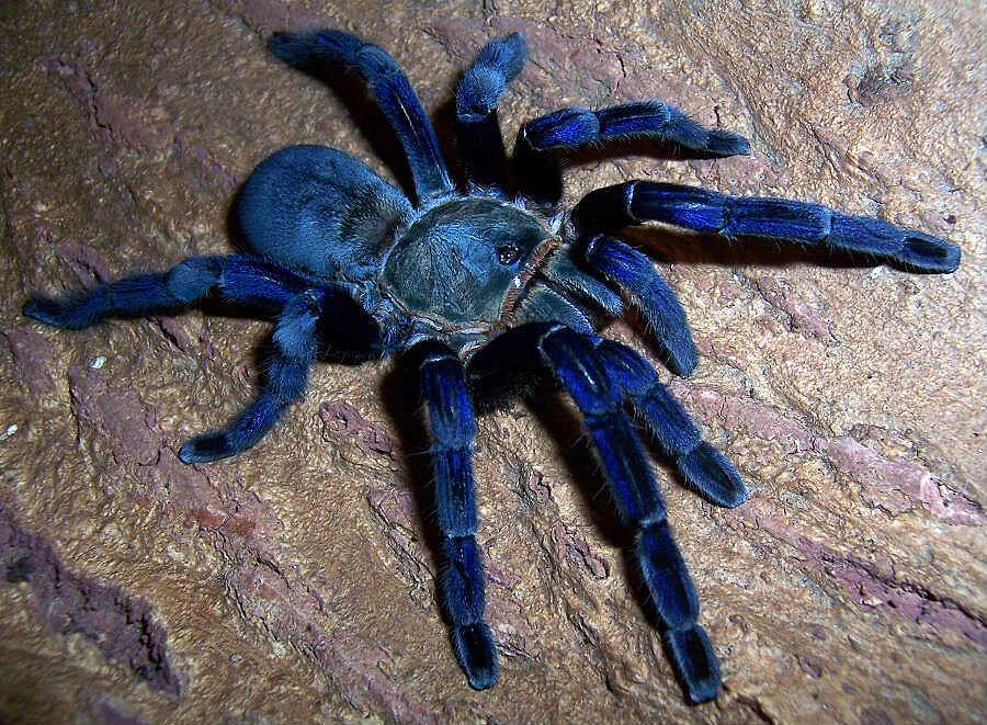 العنكبوت الكوبالتي الأزرق