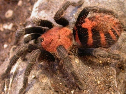 عنكبوت كوستاريكا النمري