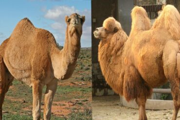 الفرق الجمل ذو السنام والسنامين