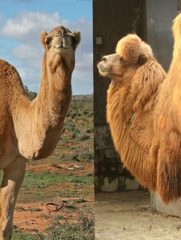 الفرق الجمل ذو السنام والسنامين