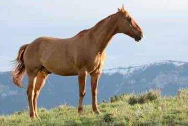 معلومات عن الخيل