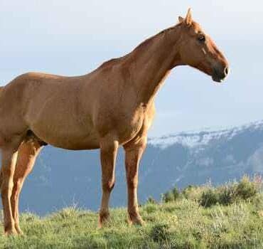 معلومات عن الخيل