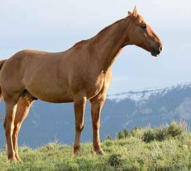 معلومات عن الخيل