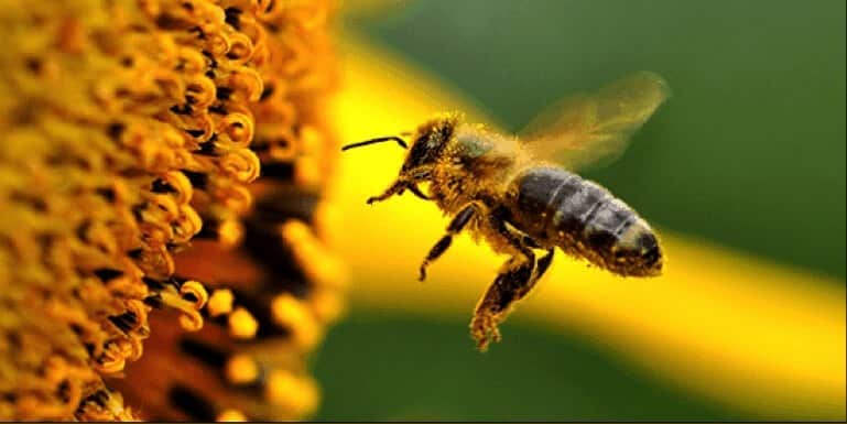 ما هي لغة تواصل النحل