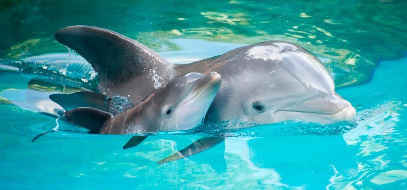ماذا يأكل الدولفين موسوعة عالم الحيوانات مذهلة حيوانات مفترسة و انواع الحيوانات الأليفة عالم الحيوان و حيوان الغابة