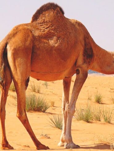 أين يعيش الجمل