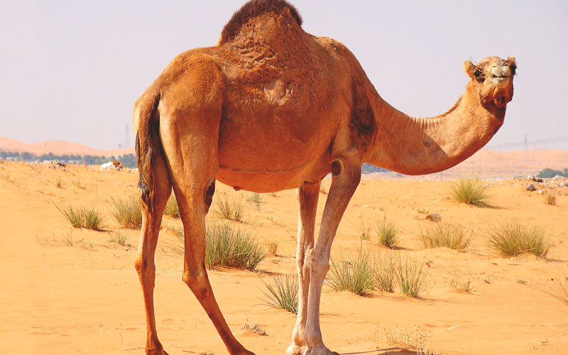 أين يعيش الجمل