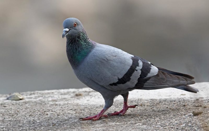 انواع الحمام