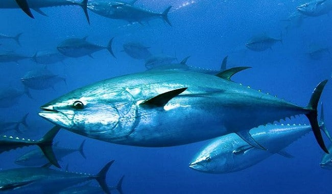 ماهو شكل سمك التونة