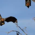 خفافيش أمريكا الجنوبية