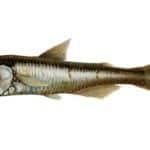 سمكة الفانوس