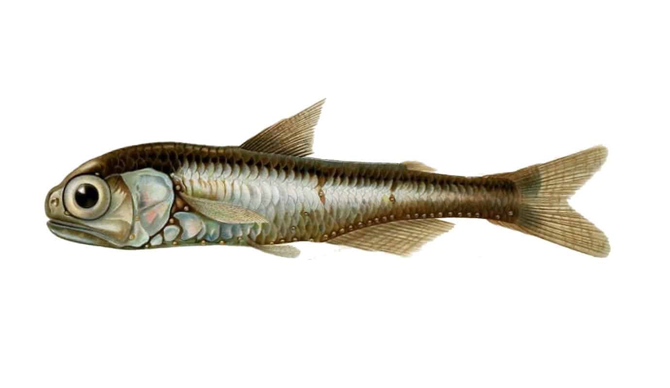 سمكة الفانوس