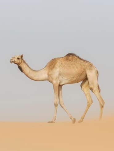 معلومات عن الجمل العربي