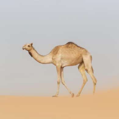 معلومات عن الجمل العربي