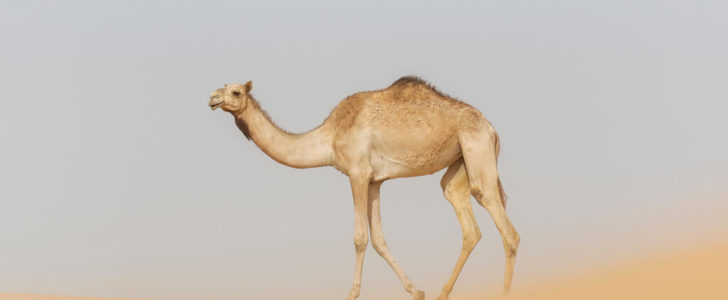معلومات عن الجمل العربي