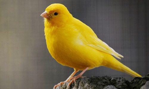 ماذا تأكل طيور الكناري