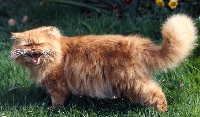 قط فارسي