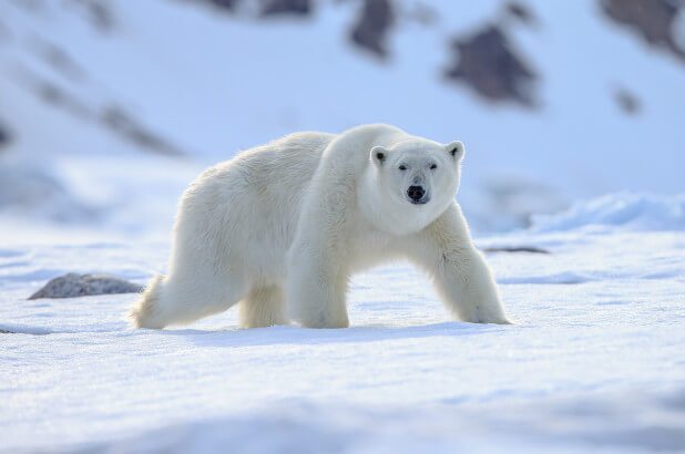 معلومات عن الدب القطبي معلومات عنها طرق العيش الغذاء بيئتها التربية و