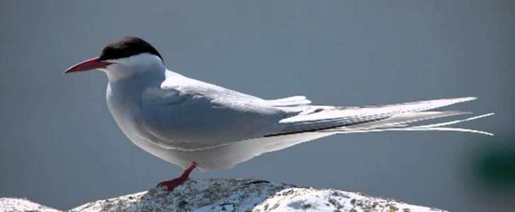 معلومات عن طائر الخرشنة القطبية