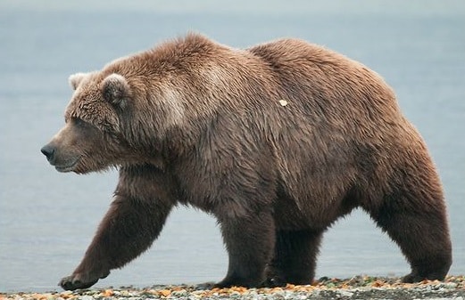 حيوان الدب الأشيب