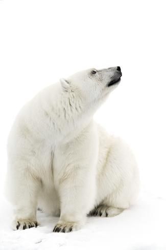 حيوان الدب القطبي الأبيض