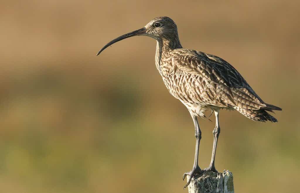 طائر الكروان