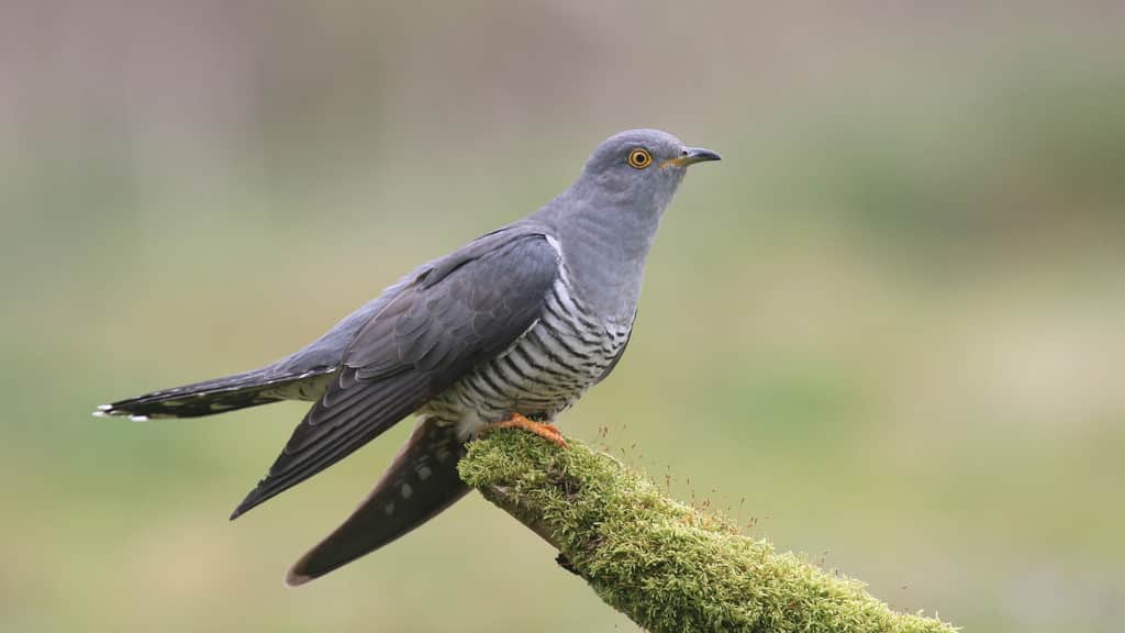 معلومات عن طائر الوقواق معلومات عنه وطرق عيشه وغذائه وبيئته وتربيته في المنزل وتكاثره أكبر موضوع شامل.